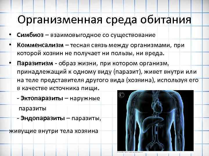 Организменная среда обитания • Симбиоз – взаимовыгодное со существование • Комменсализм – тесная связь