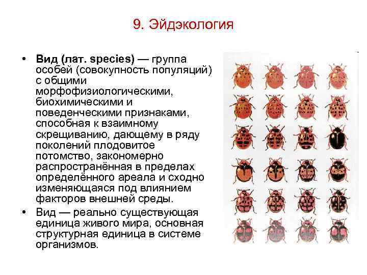 9. Эйдэкология • Вид (лат. species) — группа особей (совокупность популяций) с общими морфофизиологическими,