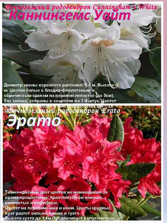  • . Вечнозеленый рододендрон Cunningham´s White Каннингемс Уайт Диаметр кроны взрослого растения: 1.