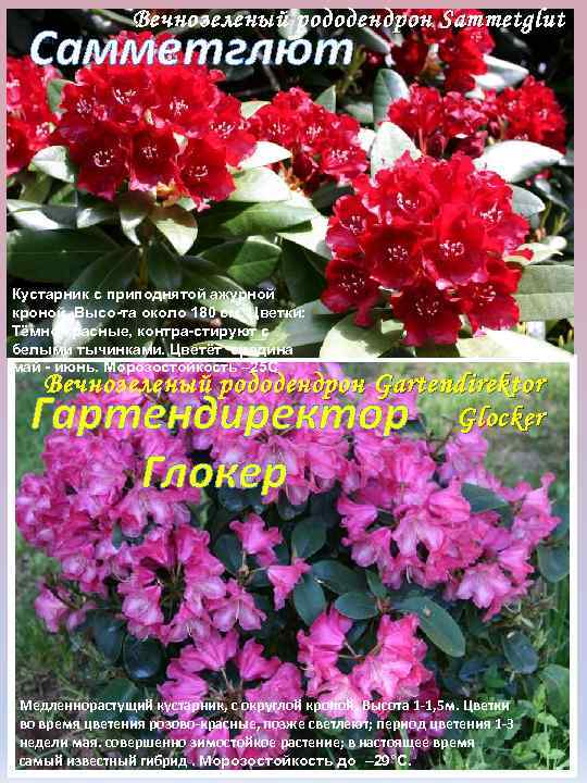 Вечнозеленый р ододендрон Sammetglut Самметглют Кустарник с приподнятой ажурной кроной. Высо та около 180