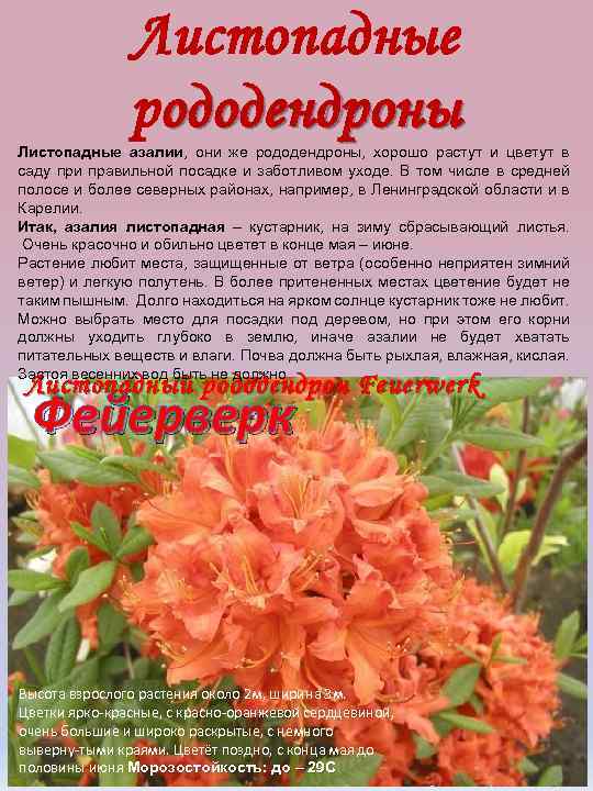 Листопадные рододендроны Листопадные азалии, они же рододендроны, хорошо растут и цветут в саду при