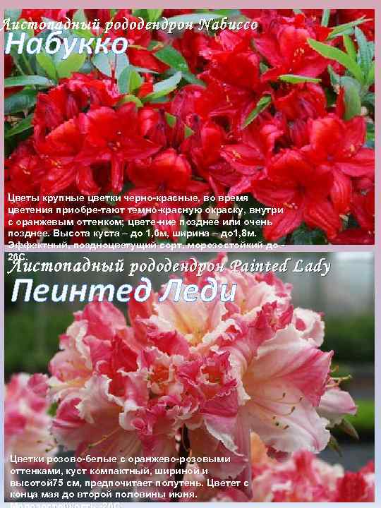 Листопадный р ододендрон Nabucco Набукко Цветы крупные цветки черно красные, во время цветения приобре