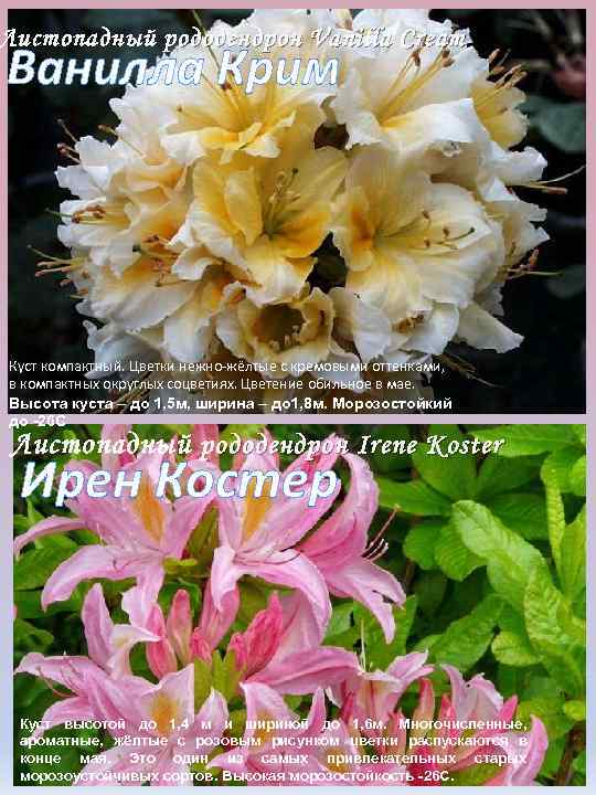 Листопадный р ододендрон Vanilla Cream Ванилла Крим Куст компактный. Цветки нежно жёлтые с кремовыми