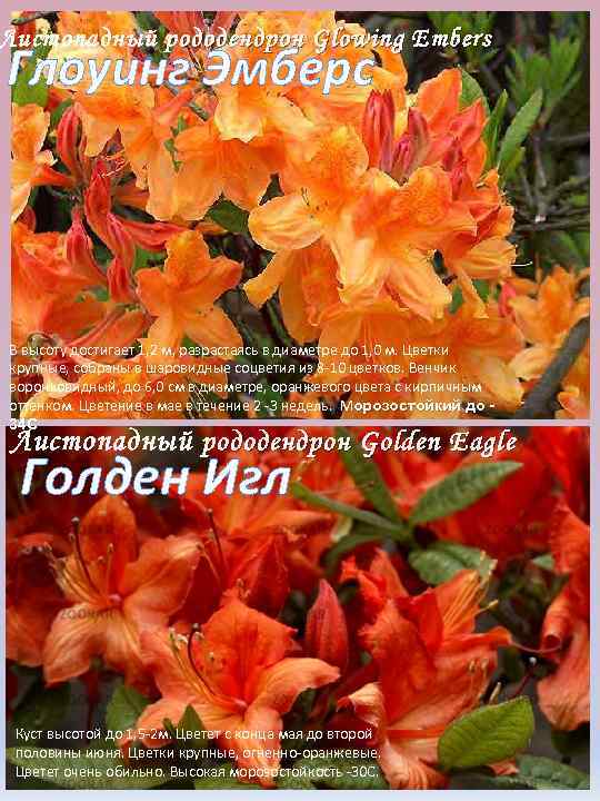 Листопадный р ододендрон Glowing Embers Глоуинг Эмберс В высоту достигает 1, 2 м, разрастаясь