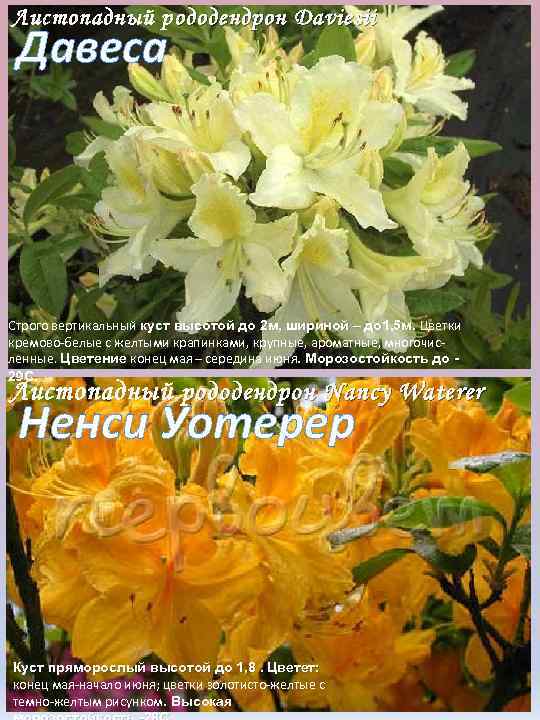 Листопадный р ододендрон Daviesii Давеса Cтрого вертикальный куст высотой до 2 м, шириной –
