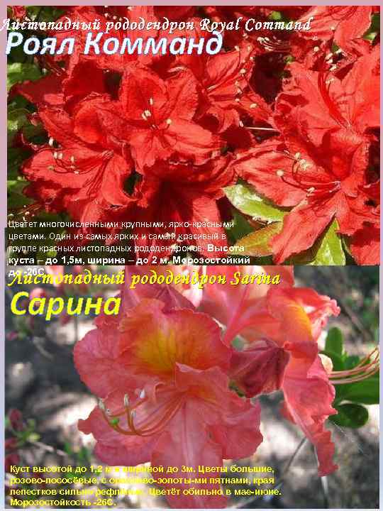 Листопадный р ододендрон Royal Command Роял Комманд Цветет многочисленными крупными, ярко красными цветами. Один