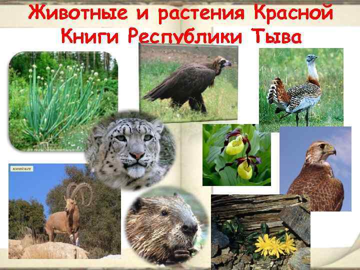 Животные и растения Красной Книги Республики Тыва 