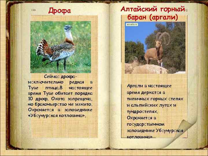 Картинки животных занесенных в красную книгу