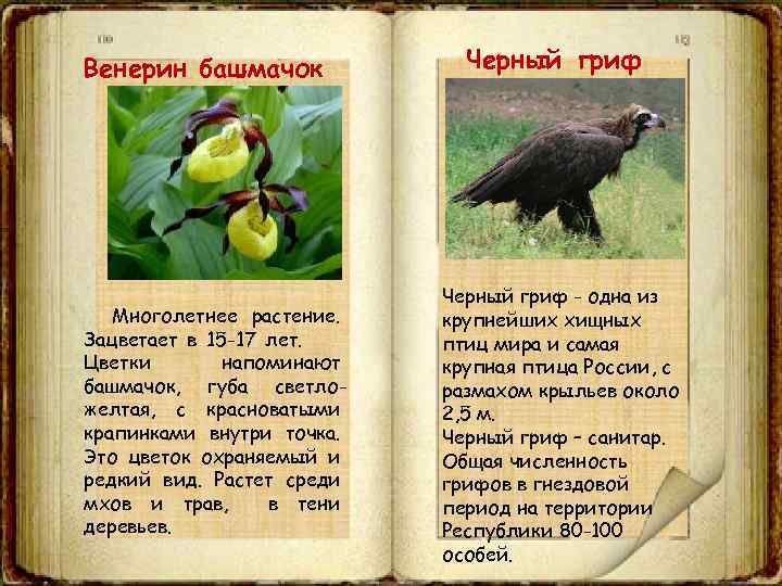 Животные владимирской области занесенные в красную книгу фото и описание