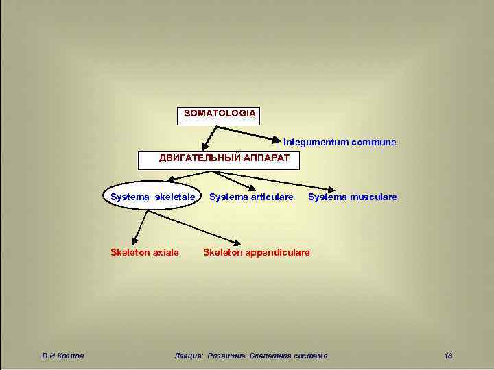 SOMATOLOGIA Integumentum commune ДВИГАТЕЛЬНЫЙ АППАРАТ Systema skeletale Skeleton axiale В. И. Козлов Systema articulare