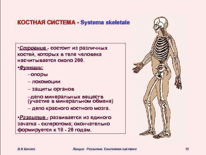 КОСТНАЯ СИСТЕМА - Systema skeletale • Строение - состоит из различных костей, которых в