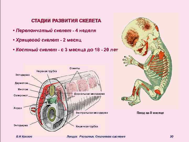 СТАДИИ РАЗВИТИЯ СКЕЛЕТА • Перепончатый скелет - 4 неделя • Хрящевой скелет - 2