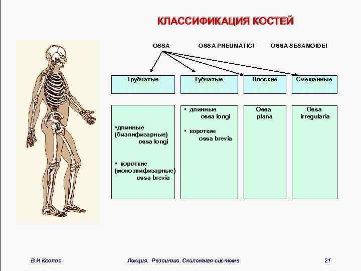 КЛАССИФИКАЦИЯ КОСТЕЙ OSSA Трубчатые OSSA PNEUMATICI OSSA SESAMOIDEI Плоские Смешанные • длинные ossa longi