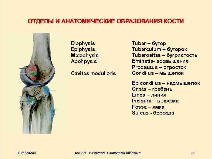 Образования костей