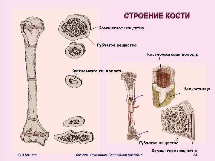 Где находится компактное вещество в кости