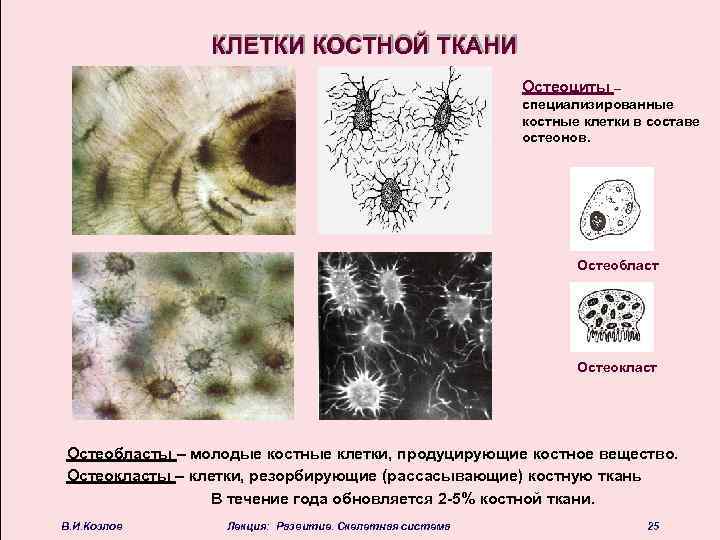 Остеокласты и остеобласты картинки