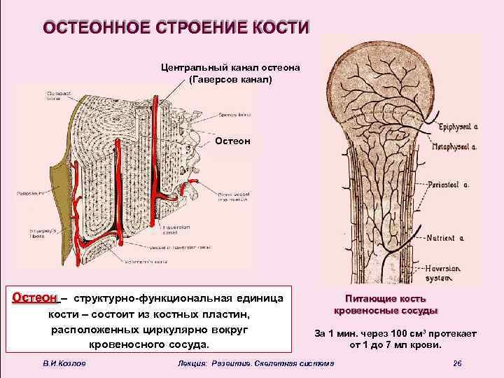 ОСТЕОННОЕ СТРОЕНИЕ КОСТИ Центральный канал остеона (Гаверсов канал) Остеон – структурно-функциональная единица кости –