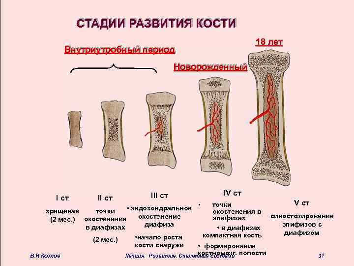 Изменение структуры кости. Трубчатая кость строение метафиз. Этапы развития кости. Стадии образования кости. Трубчатая кость взрослого и ребенка схема.