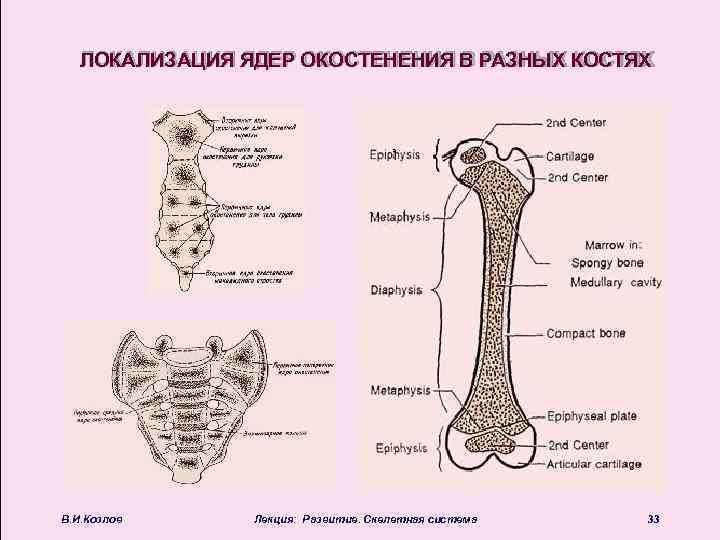 Ядра окостенения тазобедренных суставов