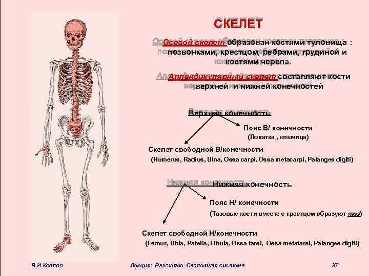 Скелет включает в себя следующие отделы. Осевой скелет и аппендикулярный скелет. Осевой костный скелет. Кости скелета образованы. Осевой и аппендикулярный скелет.