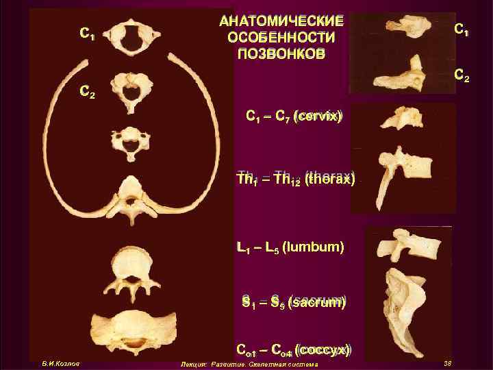 C 1 АНАТОМИЧЕСКИЕ ОСОБЕННОСТИ ПОЗВОНКОВ C 1 C 2 C 1 – C 7