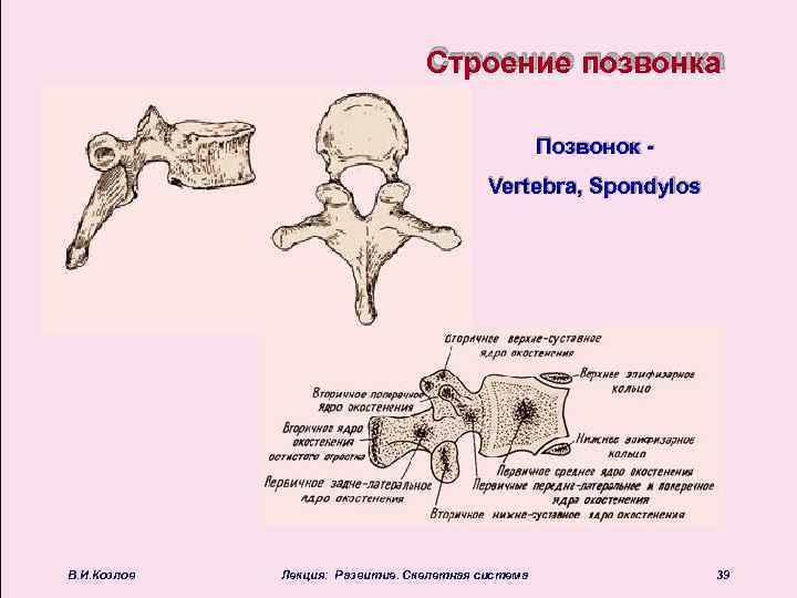 Строение позвонка Позвонок Vertebra, Spondylos В. И. Козлов Лекция: Развитие. Скелетная система 39 