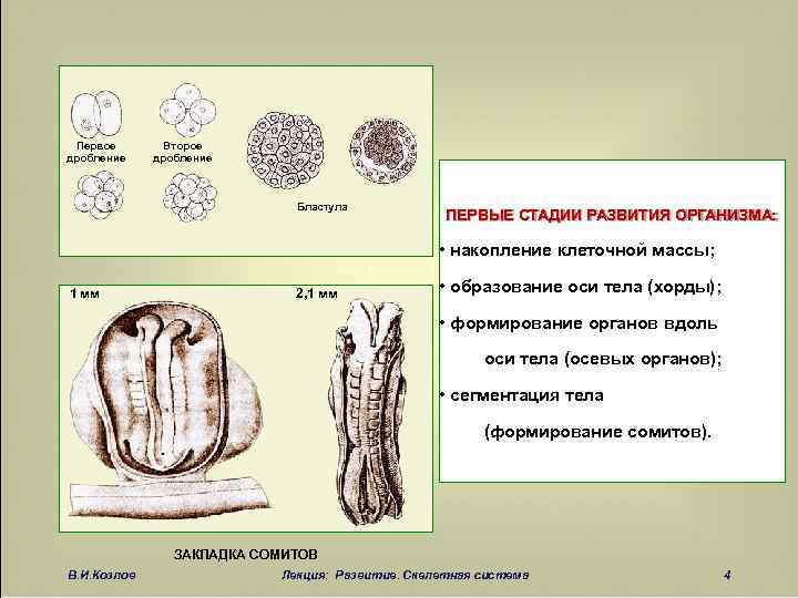 Законы дробления