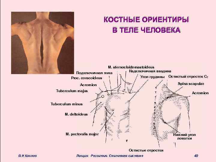 КОСТНЫЕ ОРИЕНТИРЫ В ТЕЛЕ ЧЕЛОВЕКА Clavicula M. sternoclaidomastoideus Надключичная впадина Подключичная ямка Угол грудины
