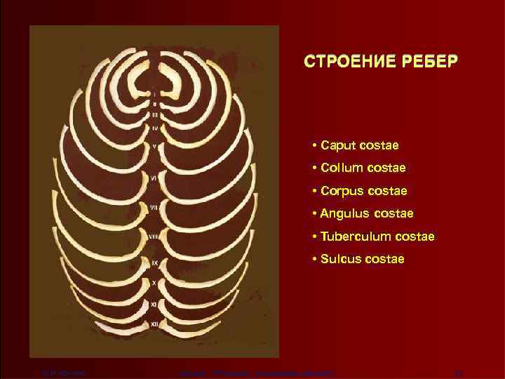 СТРОЕНИЕ РЕБЕР • Caput costae • Collum costae • Corpus costae • Angulus costae