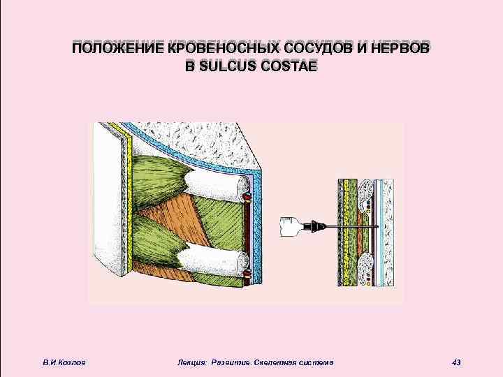 ПОЛОЖЕНИЕ КРОВЕНОСНЫХ СОСУДОВ И НЕРВОВ В SULCUS COSTAE В. И. Козлов Лекция: Развитие. Скелетная
