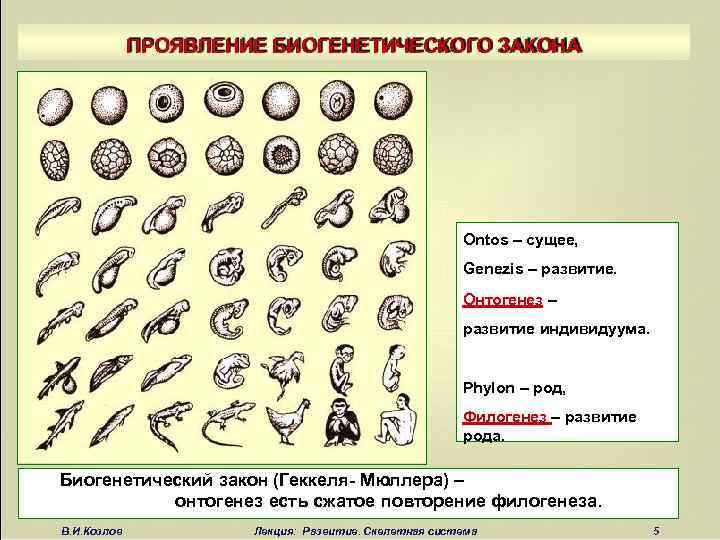 ПРОЯВЛЕНИЕ БИОГЕНЕТИЧЕСКОГО ЗАКОНА Ontos – сущее, Genezis – развитие. Онтогенез – развитие индивидуума. Phylon