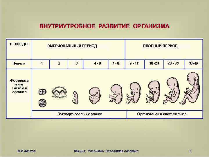 Плодный период развития человека картинка