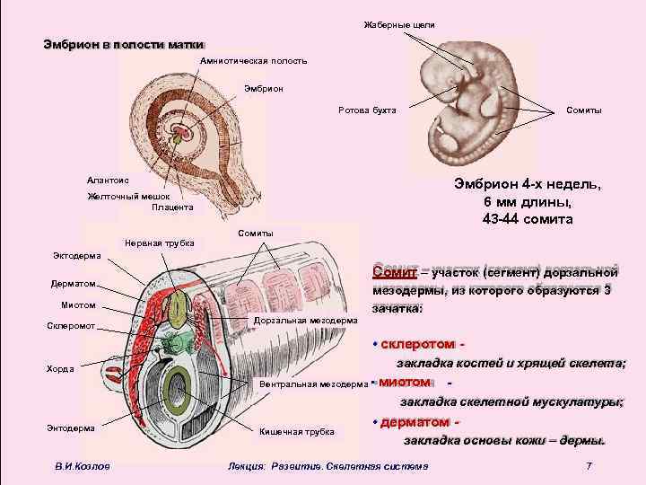 Схема строения зародышевых оболочек и плаценты млекопитающих