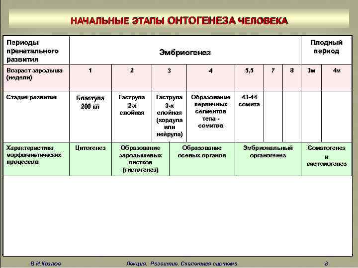 Схемы возрастной периодизации онтогенеза