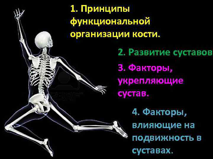 Развитие суставов. Факторы укрепляющие сустав. Факторы влияющие на подвижность и укрепление суставов. Факторы удерживающие кости в суставах. Факторы, способствующие укреплению суставов.