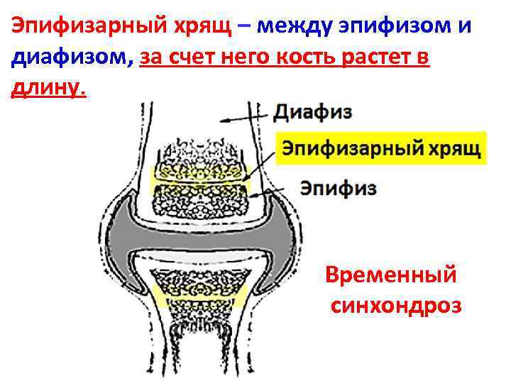 Эпифизарный хрящ. Эпифизарный хрящ в суставе это. Эпифизарная пластинка роста кости. Метаэпифизарный ростковый хрящ это. Внесуставное расположение эпифизарного хряща.