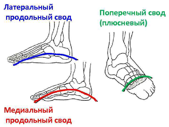 Латеральный продольный свод Медиальный продольный свод Поперечный свод (плюсневый) 