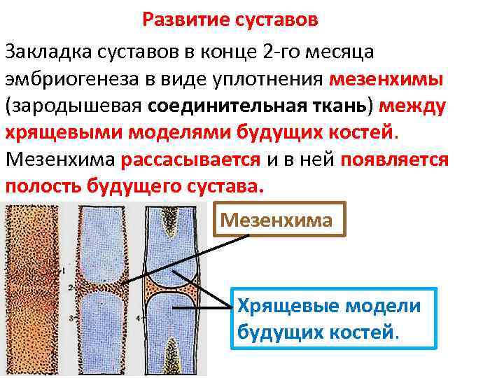 Развитие суставов. Развитие сустава. Формирование суставов. Этапы формирования сустава. Развитие сустава анатомия.