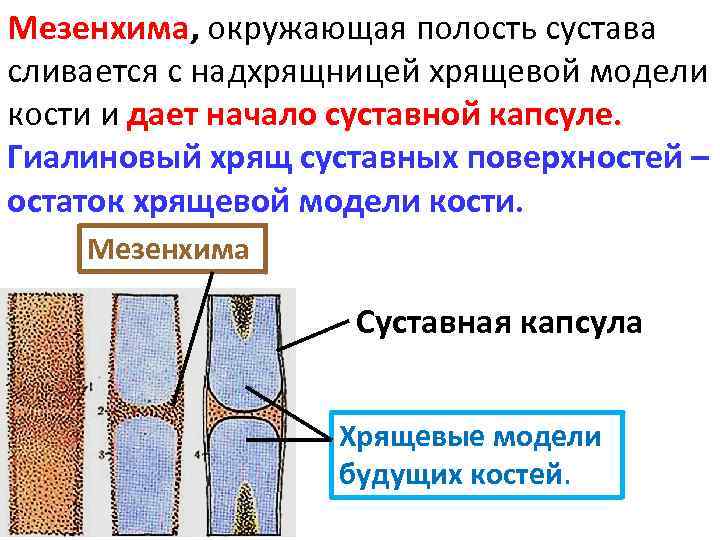 Субплевральный узел незрелой хрящевой ткани. Строение сустава гиалиновый хрящ. Гиалиновый хрящ суставной поверхности. Гиалиновый хрящ на поверхности сустава. Гиалиновый хрящ колена.