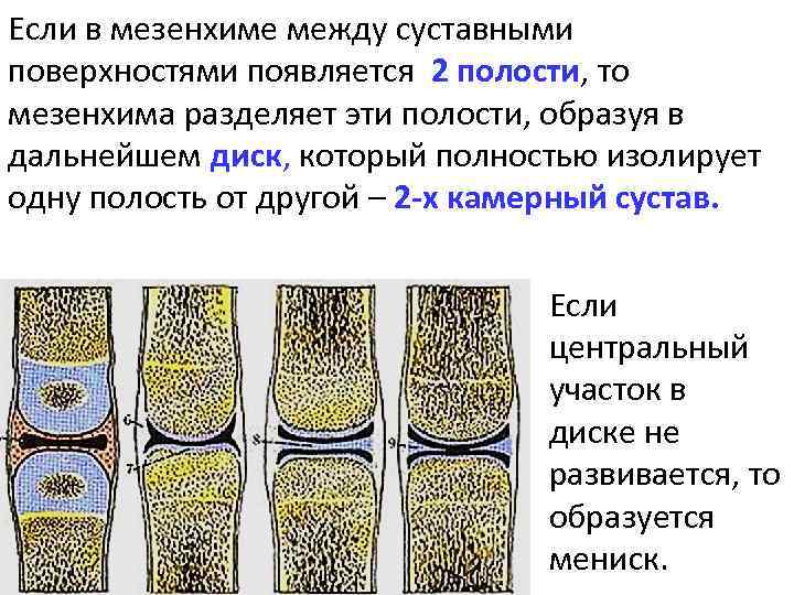 Если в мезенхиме между суставными поверхностями появляется 2 полости, то мезенхима разделяет эти полости,