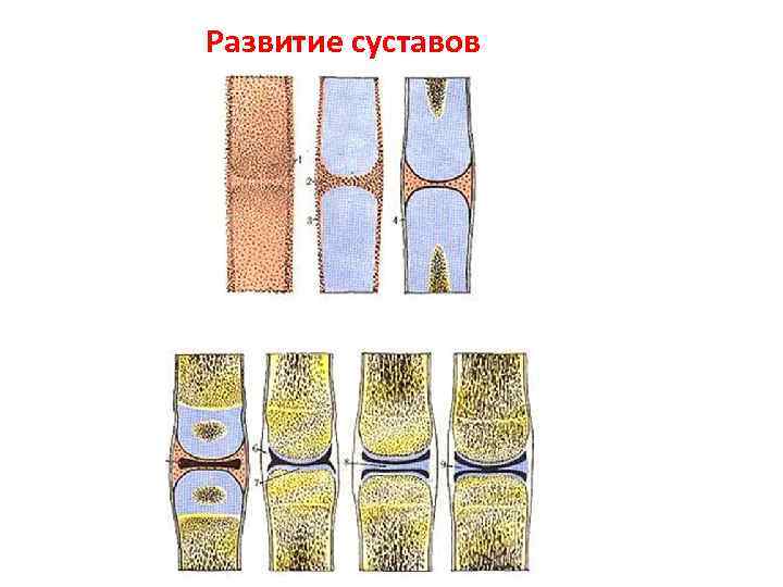 Joint development. Формирование суставов. Стадии развития сустава. Возрастные изменения соединения костей. Развитие суставов в онтогенезе.