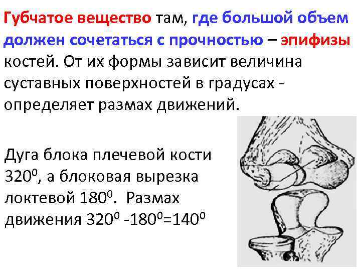 Губчатое вещество там, где большой объем должен сочетаться с прочностью – эпифизы костей. От
