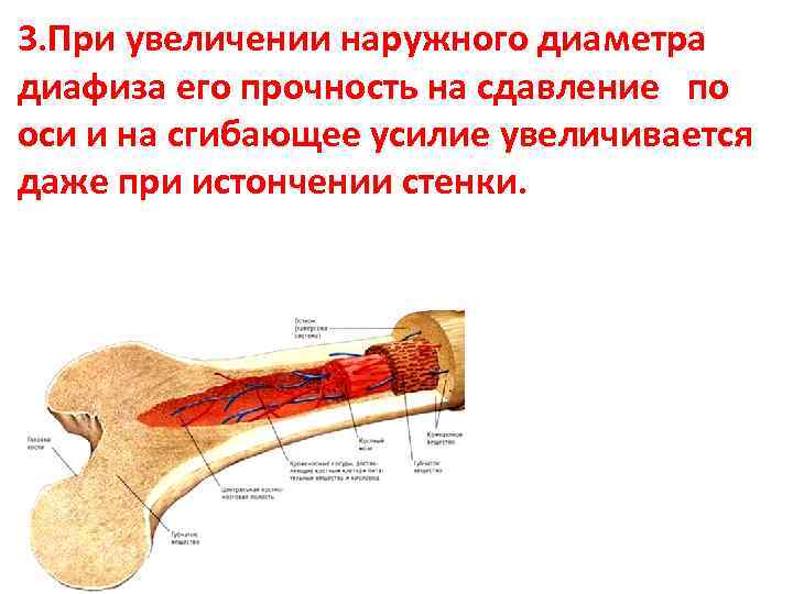 3. При увеличении наружного диаметра диафиза его прочность на сдавление по оси и на