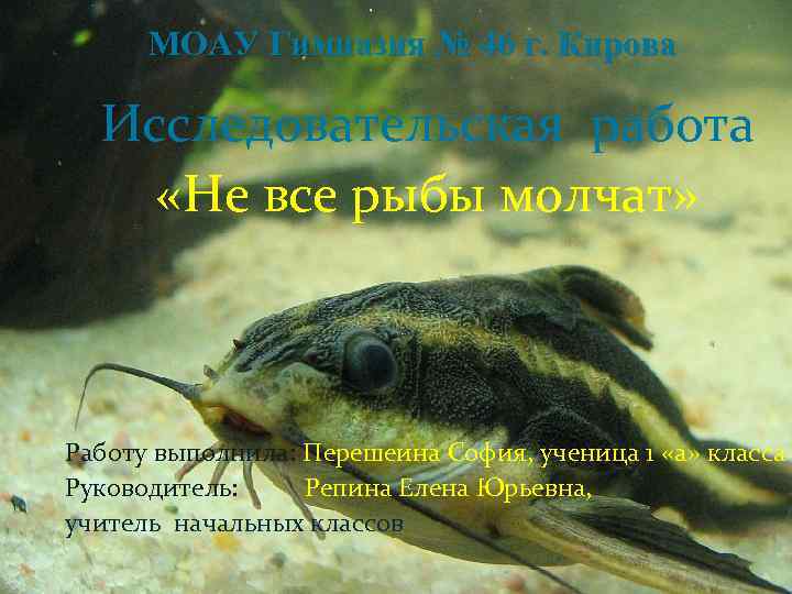 МОАУ Гимназия № 46 г. Кирова Исследовательская работа «Не все рыбы молчат» Работу выполнила: