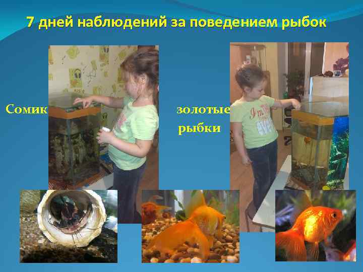 7 дней наблюдений за поведением рыбок Сомик золотые рыбки 