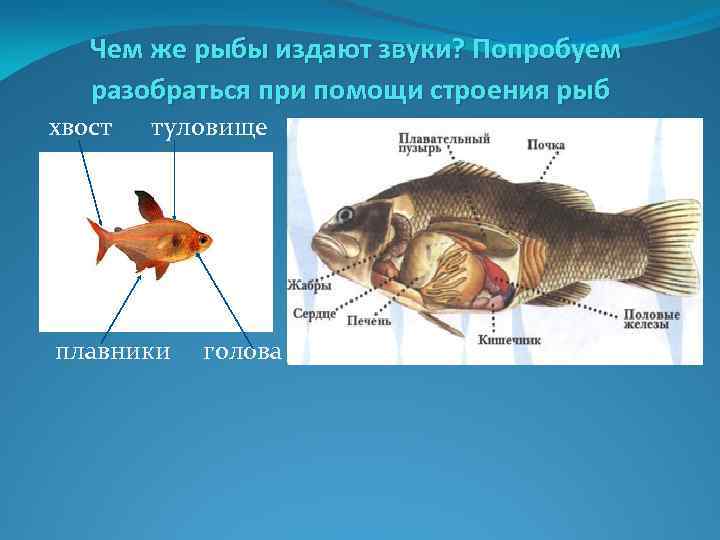 Звук рыбы. Рыбы издают звуки. Чем рыба издаёт звуки. Могут ли рыбы издавать звуки. Рыбки со звуками.