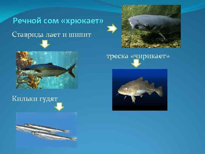 Речной сом «хрюкает» Ставрида лает и шипит треска «чирикает» Кильки гудят 