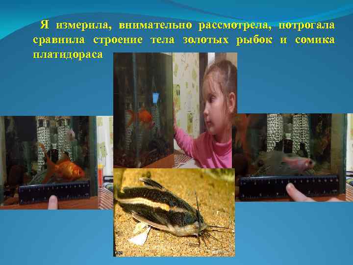 Я измерила, внимательно рассмотрела, потрогала сравнила строение тела золотых рыбок и сомика платидораса 