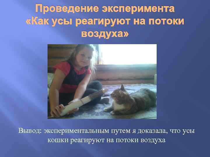 Проведение эксперимента «Как усы реагируют на потоки воздуха» Вывод: экспериментальным путем я доказала, что