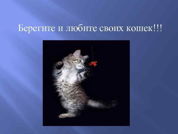 Берегите и любите своих кошек!!! 